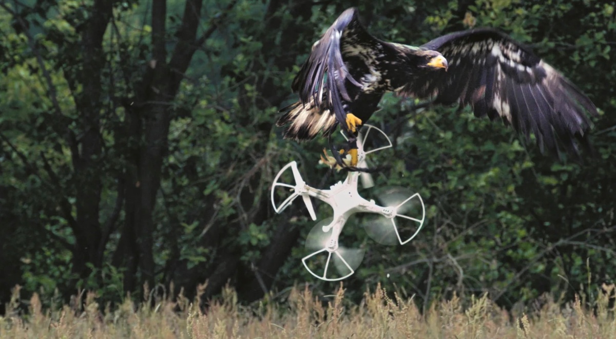 A still frame from Mircea Cantor’s video work ‘Aquila Non Capit Muscas’ shows a large bird in flight with a drone in it’s talons.
