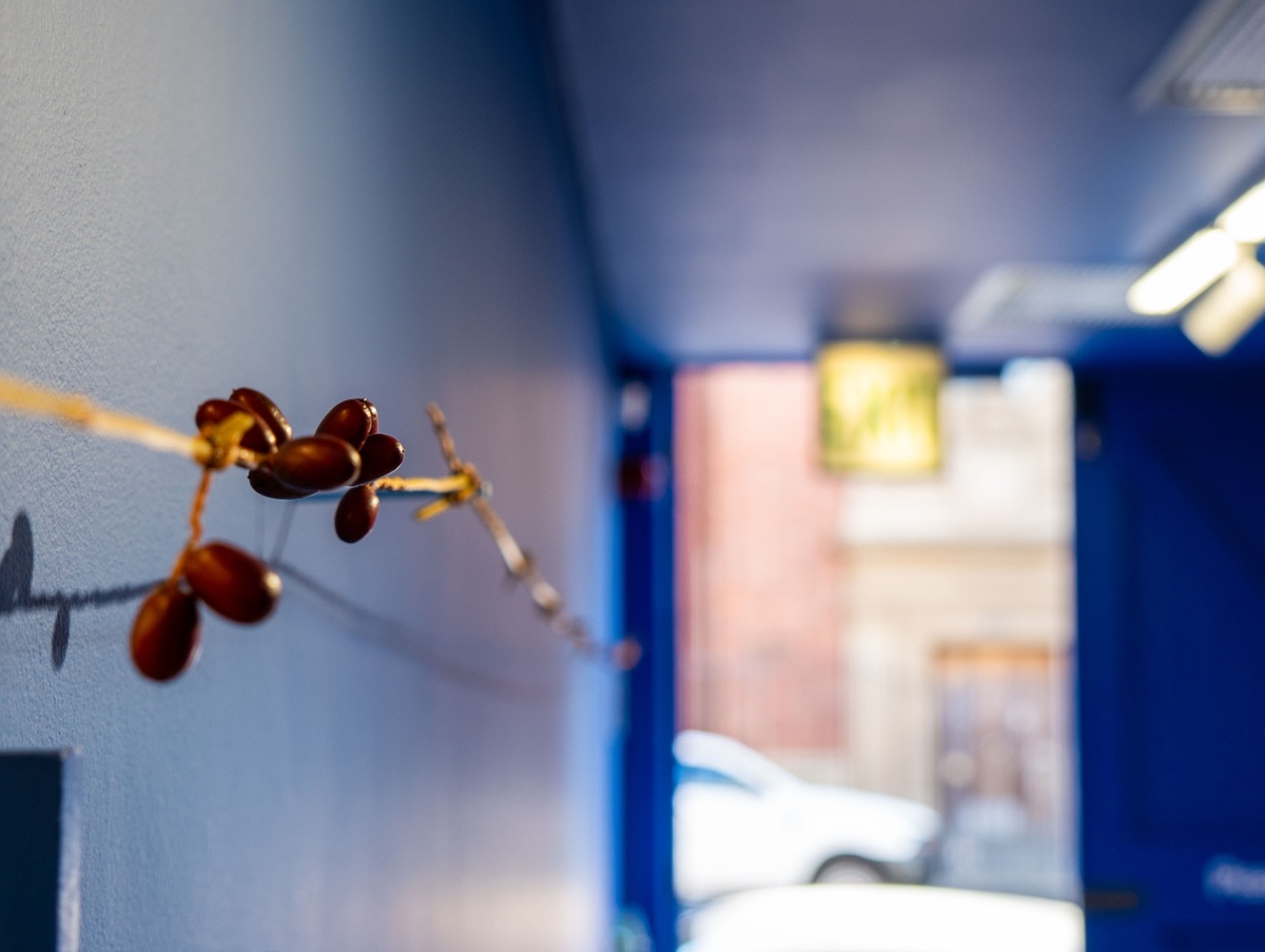 Installation photograph from Pear\_\_ed's 'Hypothesis 1' in A4 Arts Foundation's Goods space. On the left, plant matter is strung along a blue wall.
