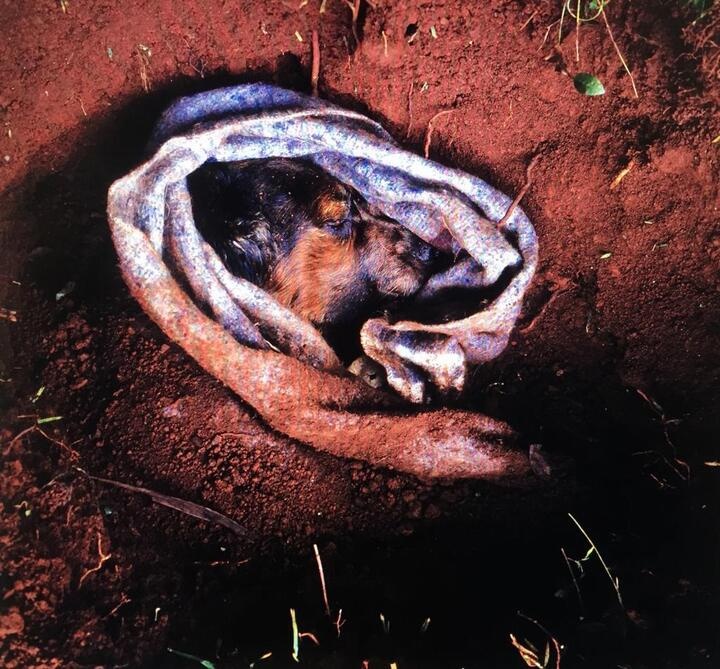 Jo Ractliffe’s photographic print ‘Love’s Body’ depicts the face of a deceased dog protruding from a blanket in a partially uncovered dirt grave.
