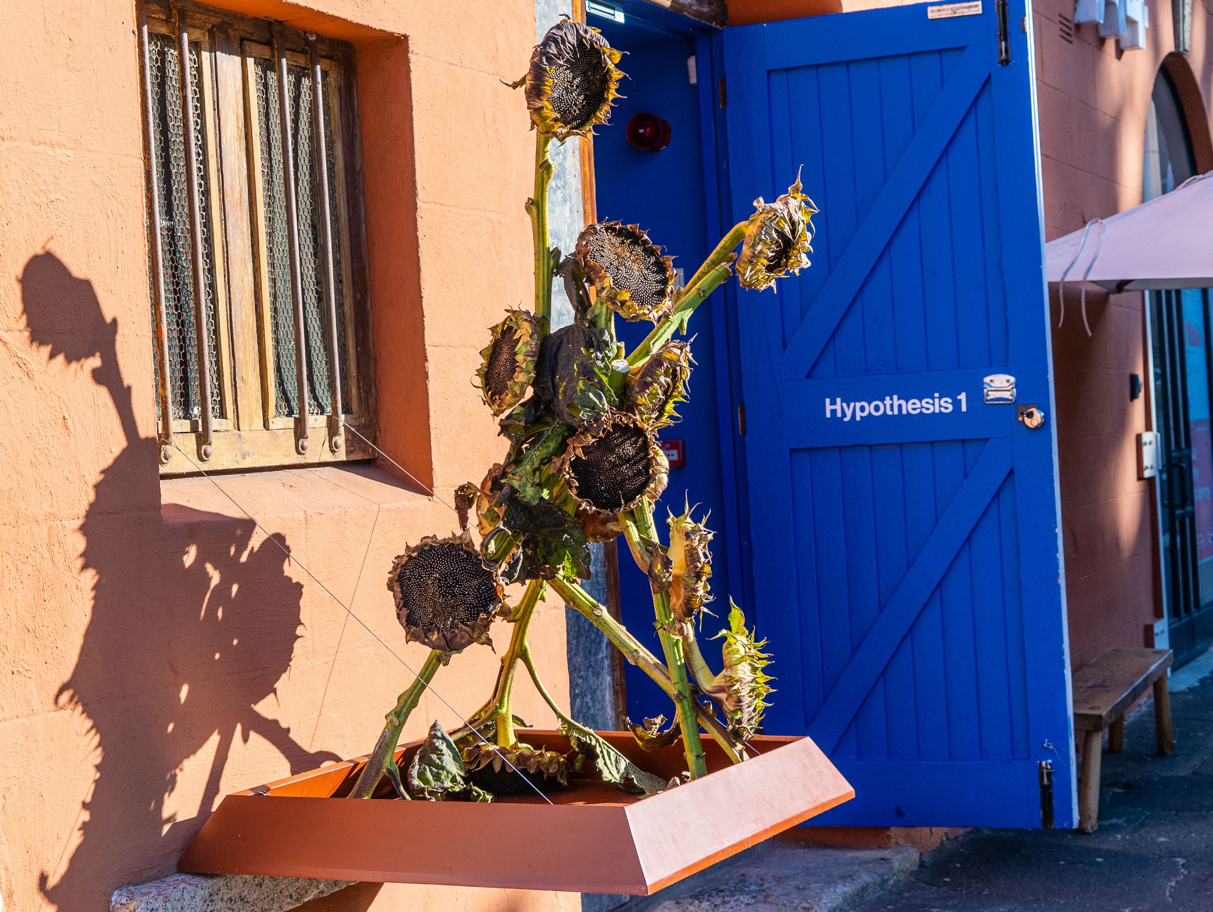 Installation photograph from Pear\_\_ed's 'Hypothesis 1' shows a wooden box mounted to A4 Arts Foundation's facade, holding flowers arranged in a pyramidal shape.
