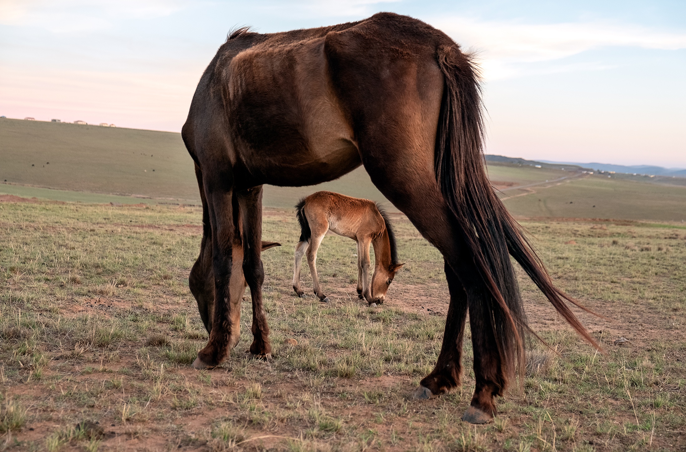 Lindokuhle Sobekwa's photograph 'Bhayi alembathwa lembathwa ngabalaziyo' shows an adule horse eating grass at the front, with a foal eating grass at the back.
