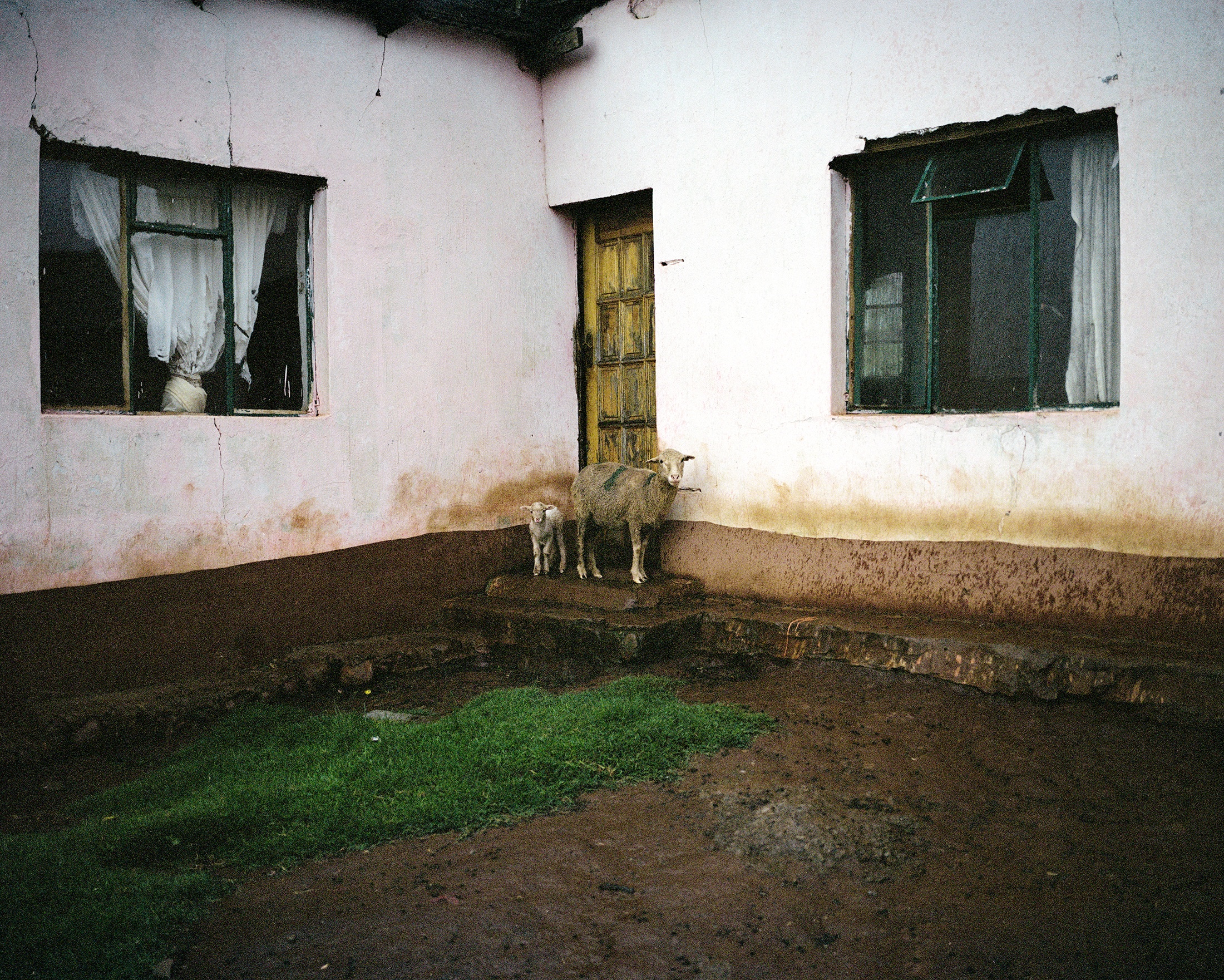 Lindokuhle Sobekwa's photograph 'Kwa Ta Mneija' shows a sheep and a lamb standing on steps at the base of a door leading into a building.
