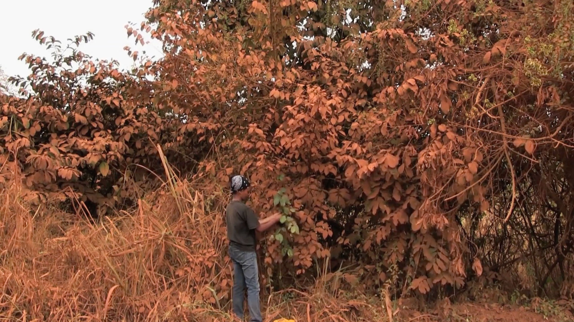 A still frame from Kapwani Kiwanga’s video work ‘Vumbi’, from the Customs exhibition in A4’s Gallery, shows a figure standing in front of foliage.
