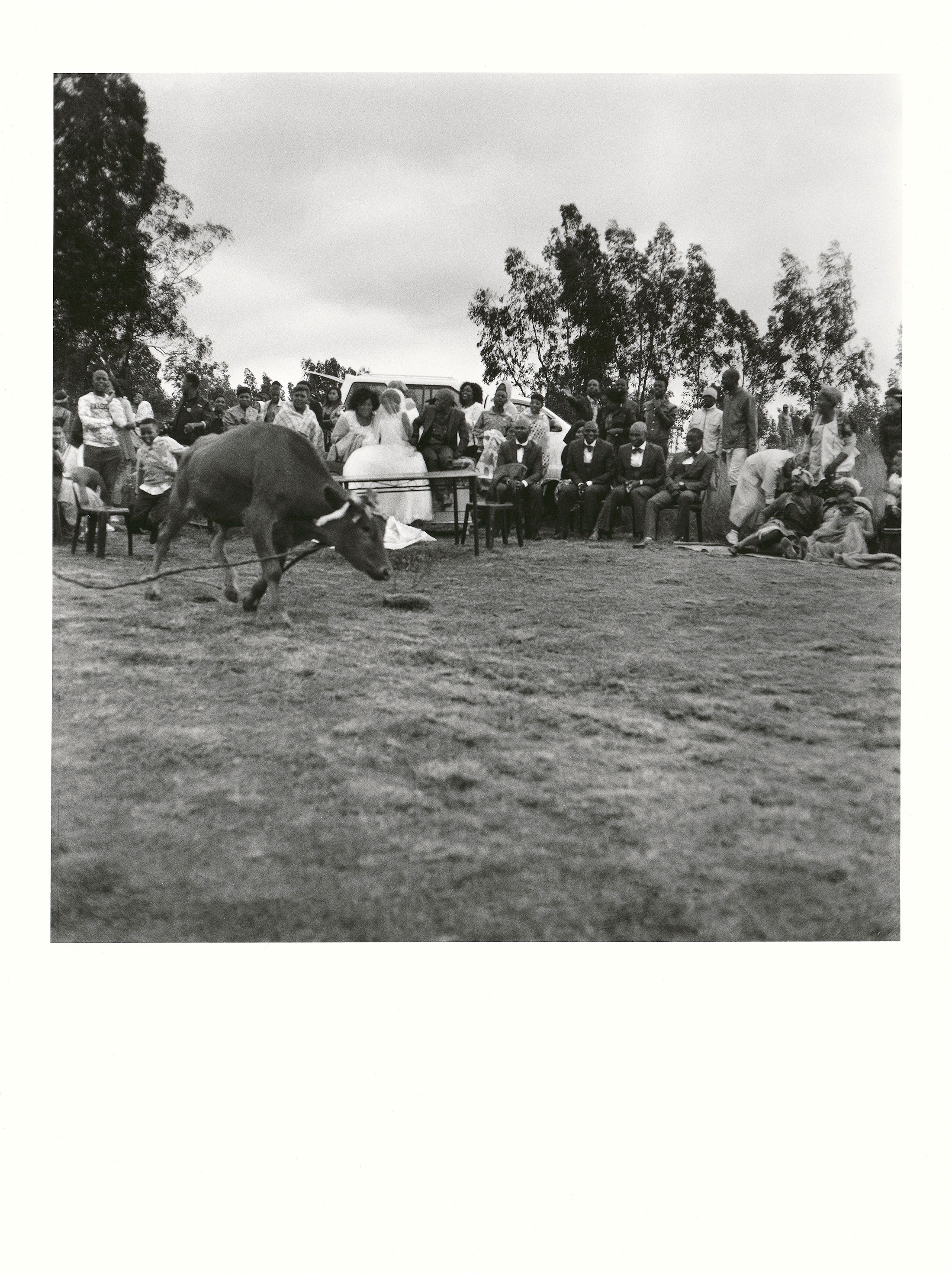 Sabelo Mlangeni’s ‘Inkomo yomgano, KwaPhakathi, Driefontein’, a black and white photograph depicting the attendees of a wedding outdoors with a calf.
