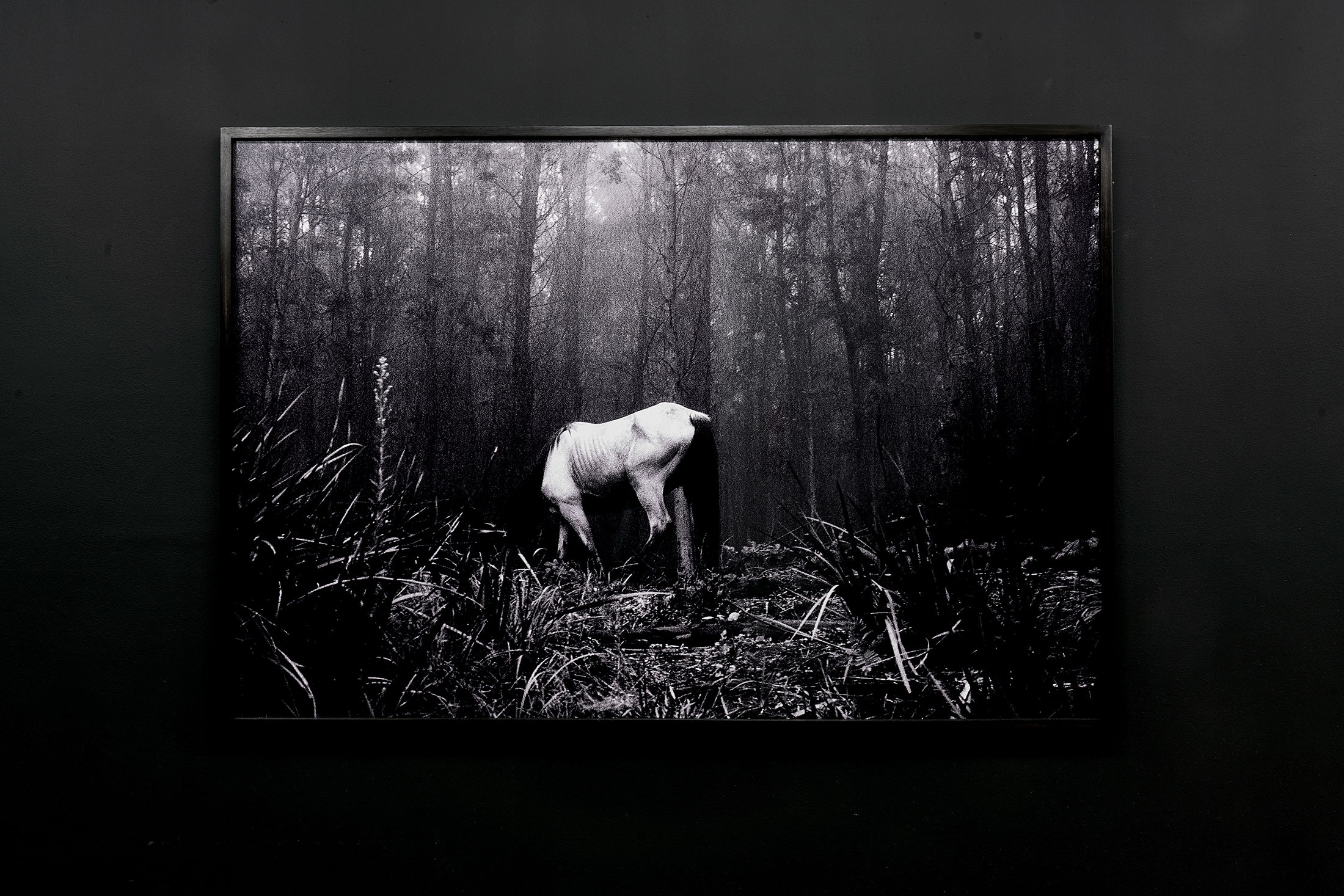 Installation photograph from The Future Is Behind Us exhibition in A4’s Gallery. In the middle, Santu Mofokeng’s monochrome photograph ‘Buddhist retreat near Ixopo’ hangs on a black wall.
