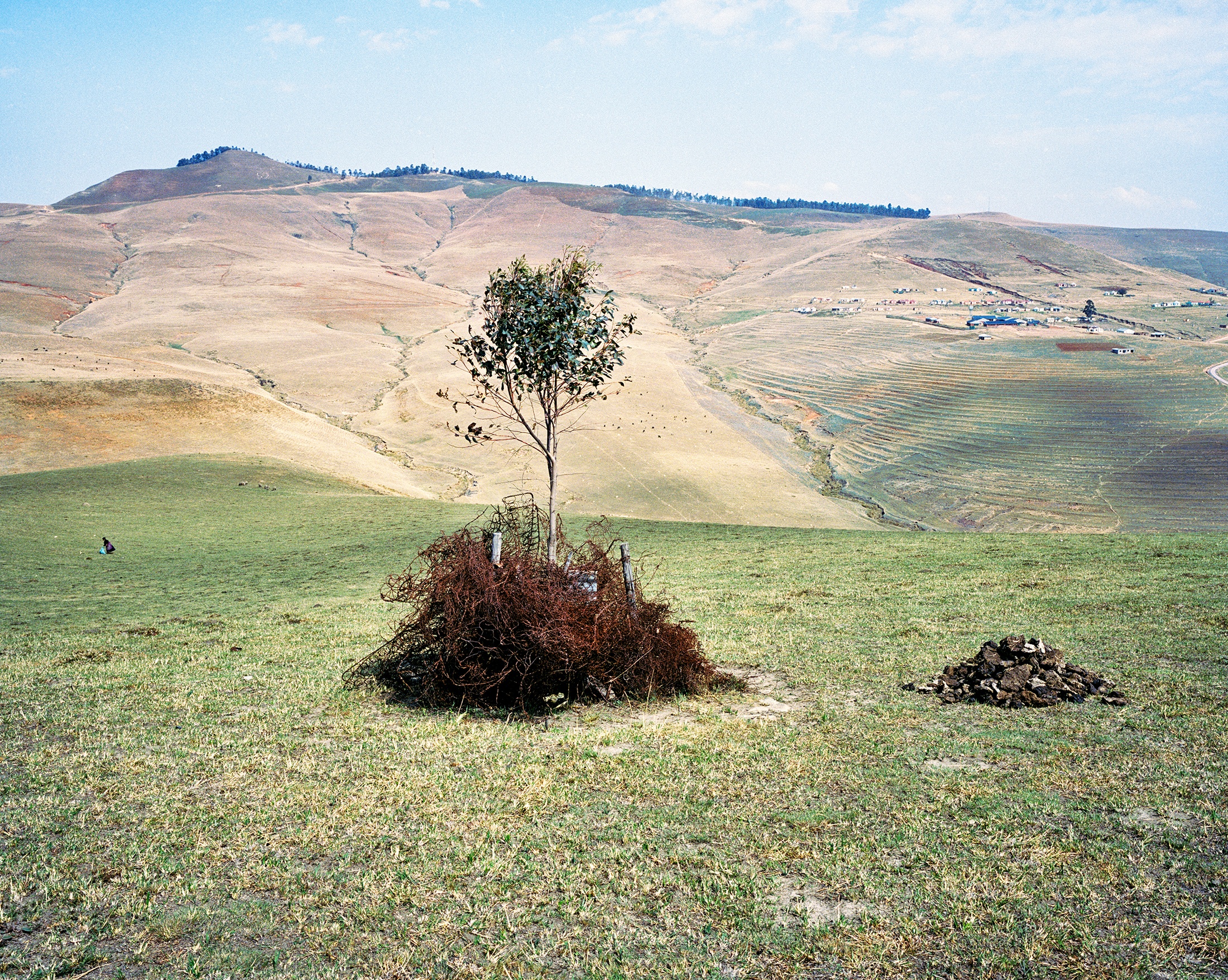Lindokuhle Sobekwa's photograph 'Symbol of graves' shows a small tree in a grassy landscape with a tangle of rusted metal at its base.
