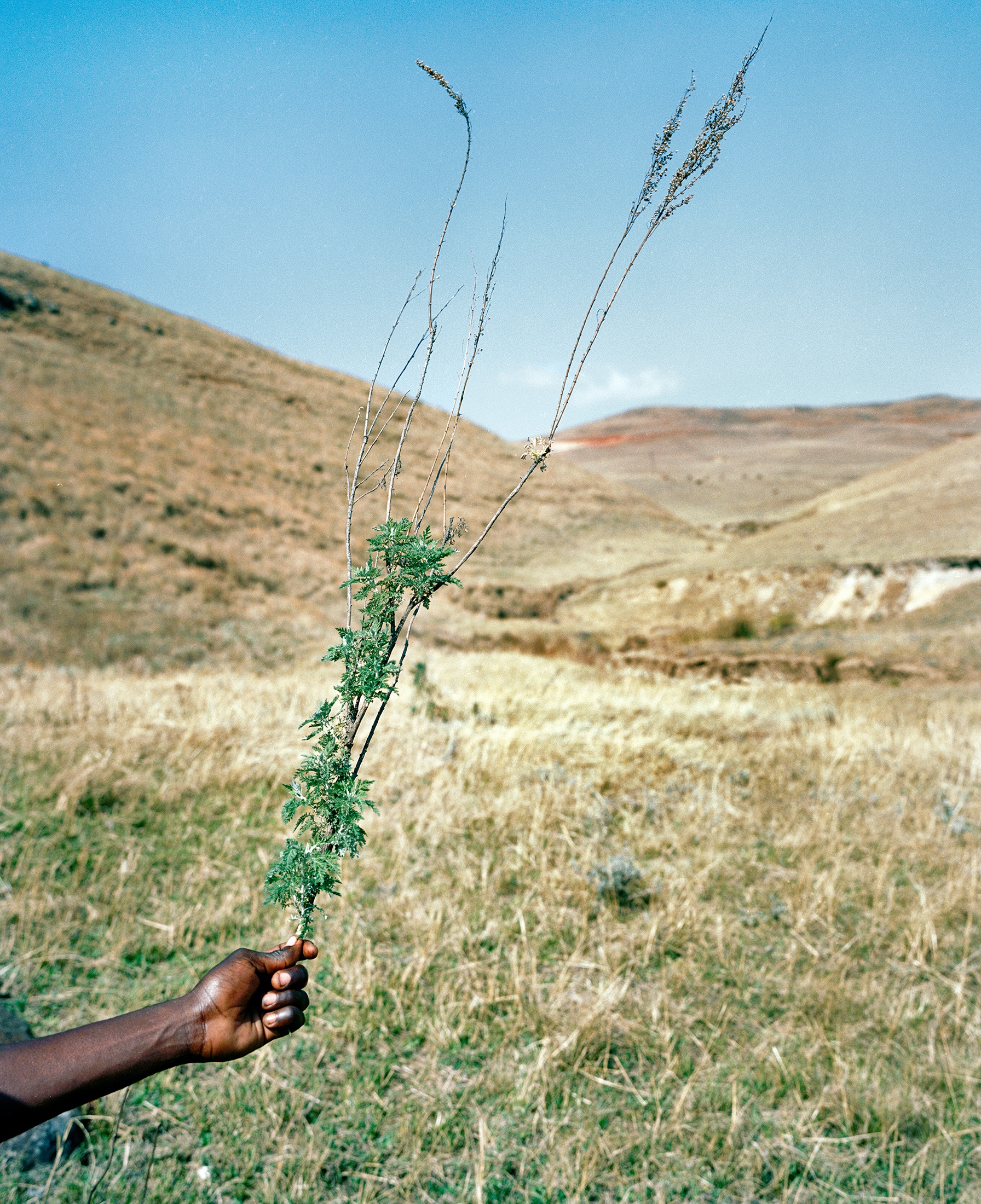 Lindokuhle Sobekwa's photograph 'Mhlonyane' shows a hand holding a small branch against a backdrop of a grassy hillside.
