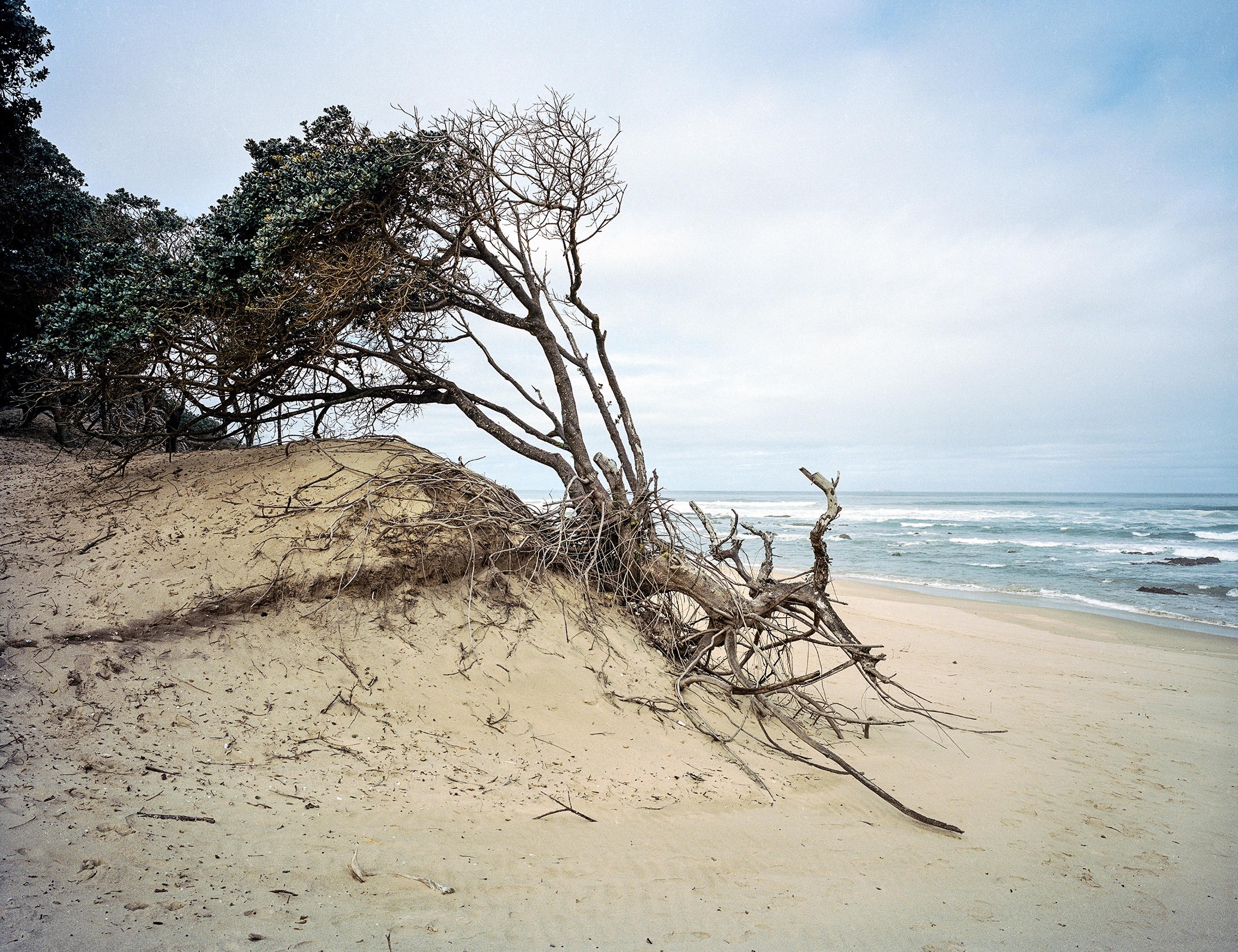 Lindokuhle Sobekwa's photograph 'Ngqeleni' depicts a tree growing on seaside sand dune with its roots partially exposed.

