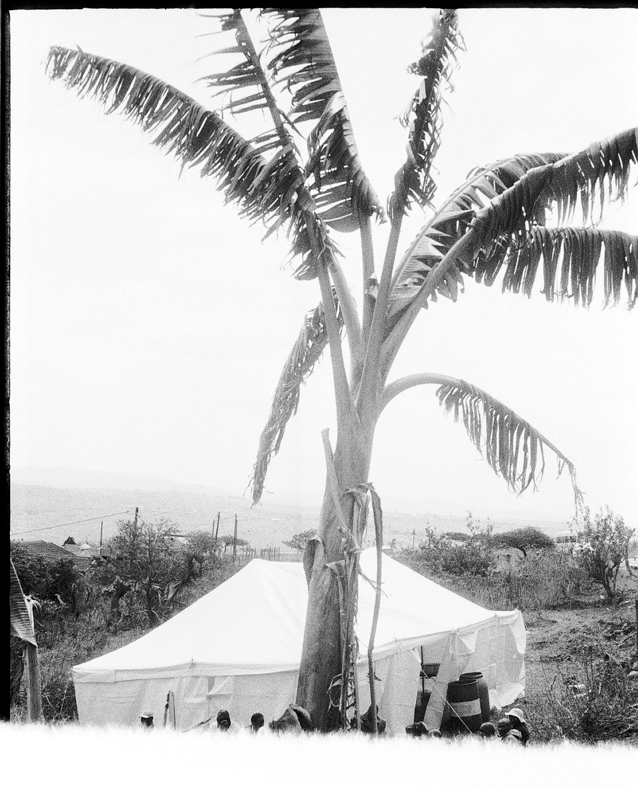 Sabelo Mlangeni’s ‘KwaMtsali, Bhekumthetho, Nongoma’, a black and white photograph depicting a palm tree and a wedding tent.
