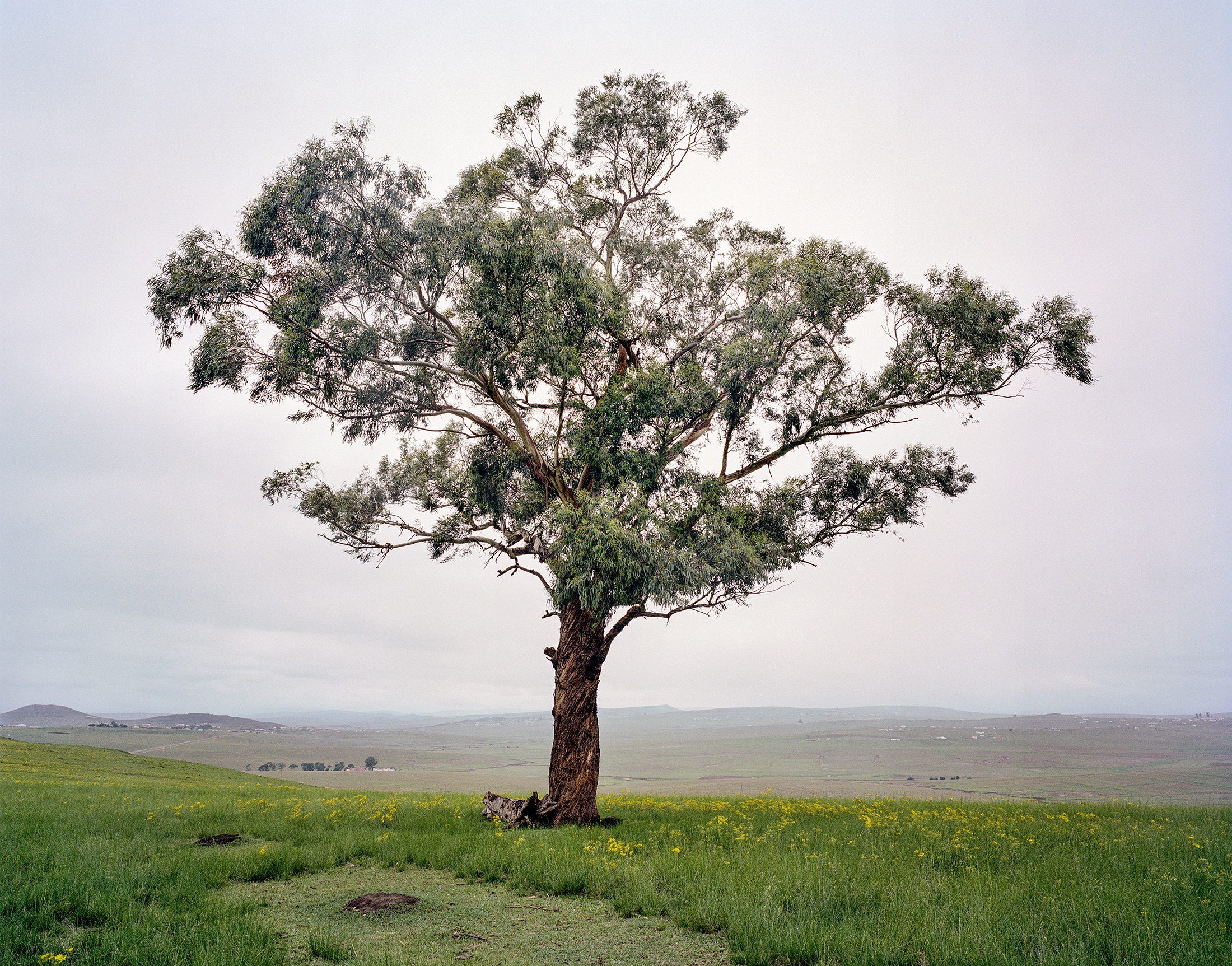 Lindokuhle Sobekwa's photograph 'Mthi woLanga' shows a tree in a grassy plain.
