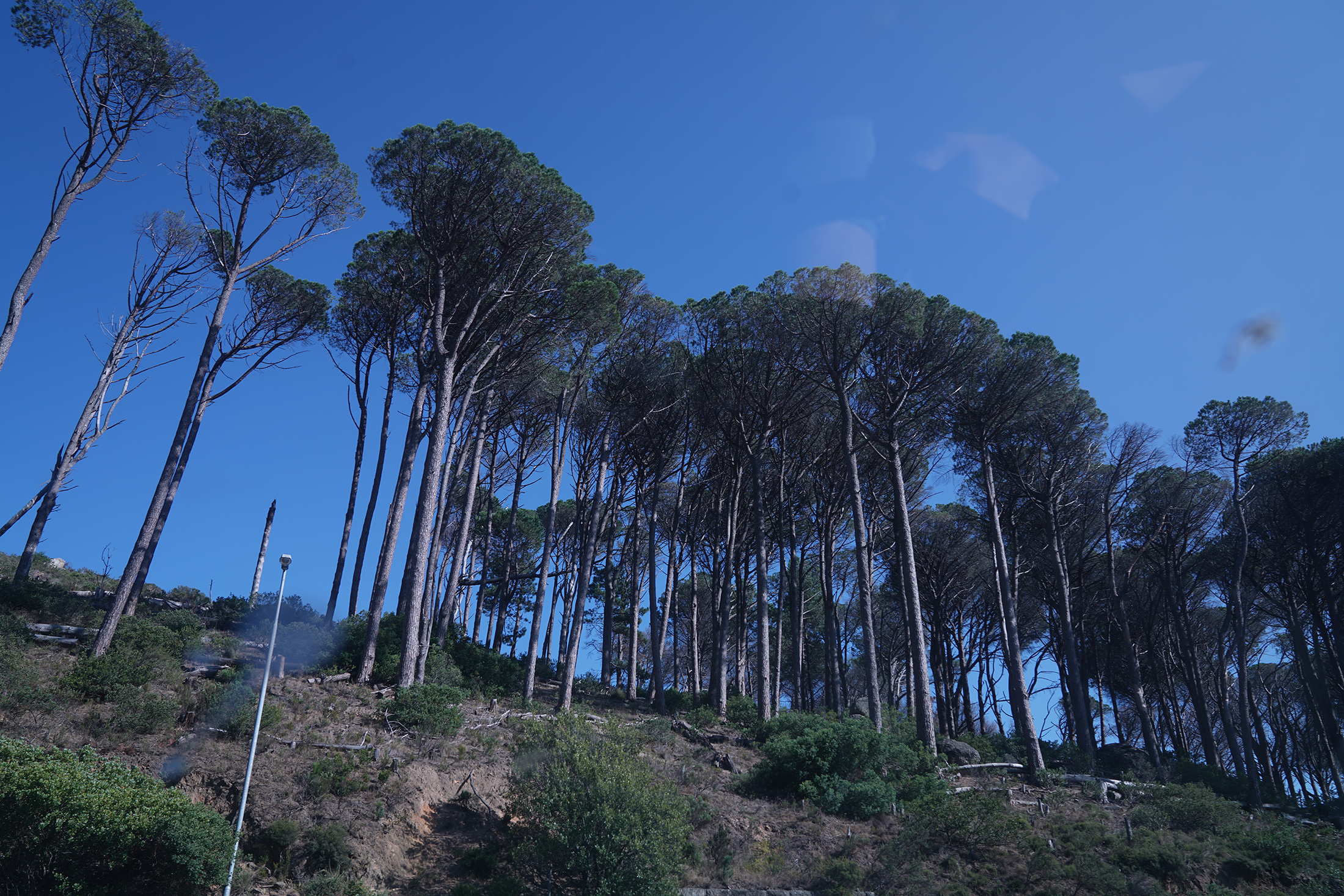 Kevin Beasley's untitled photographic print depicts tall trees on an incline with small fires burning at their base.
