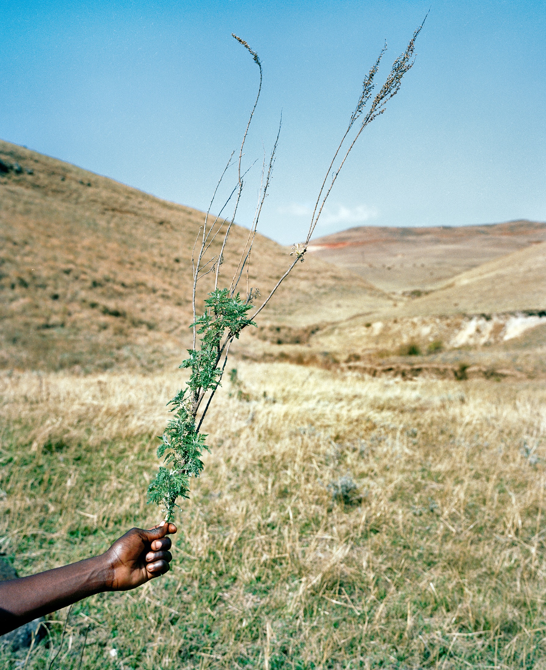 Lindokuhle Sobekwa's photograph 'Mhlonyane' shows a hand holding a small branch against a backdrop of a grassy hillside.
